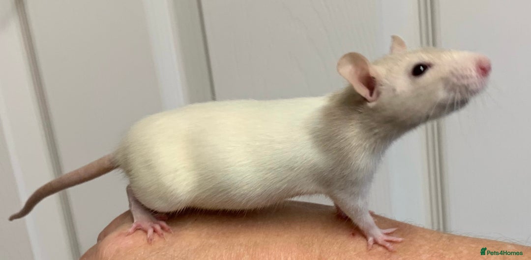 Rat rodents for sale: Beautiful tame fancy rats & mice - Advert 10