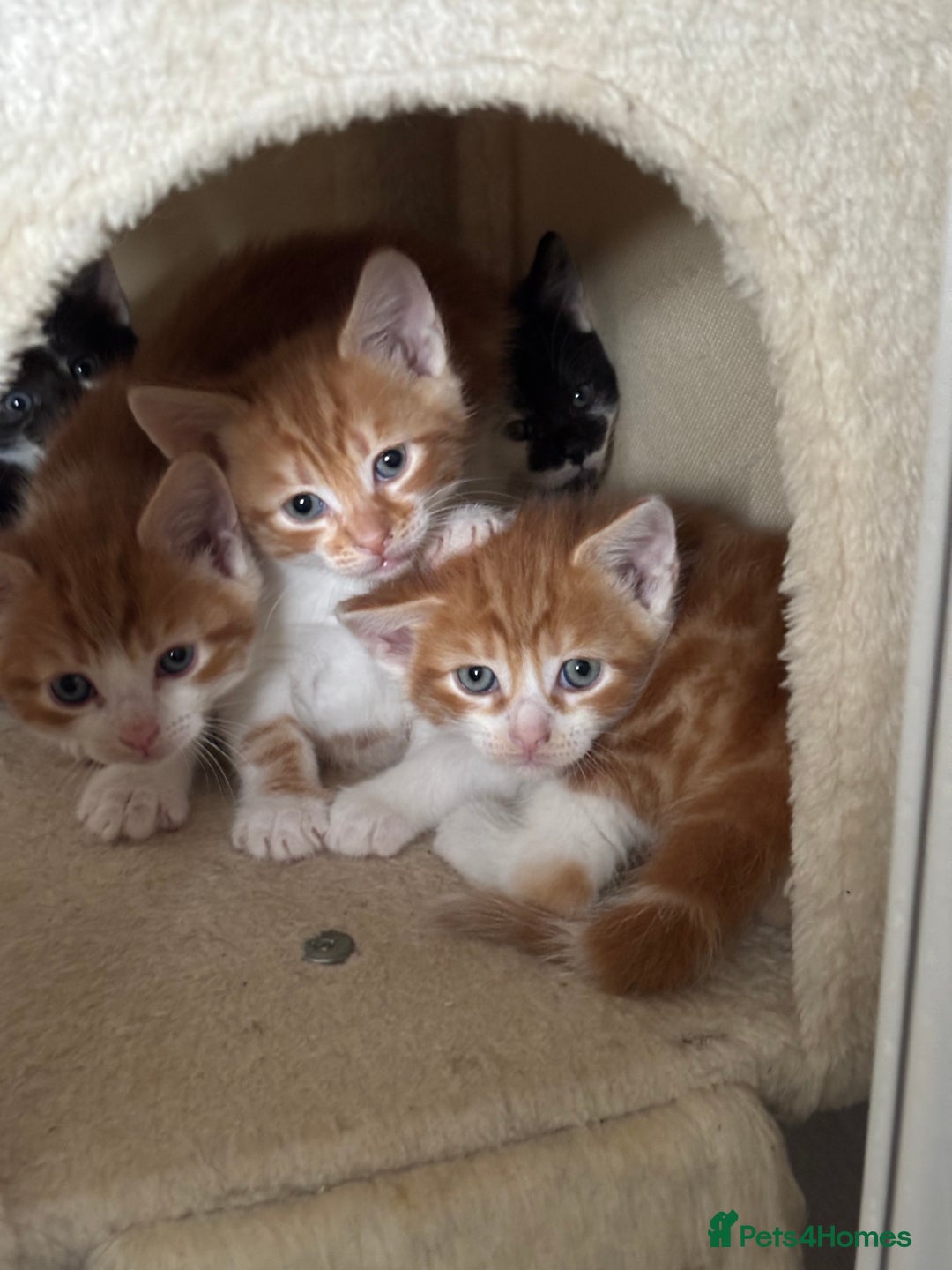 Mixed Breed cats for sale: 4 Gorgeous little boys  - Image 15