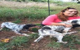 English Setter dogs for adoption: Olaf  - Image 8