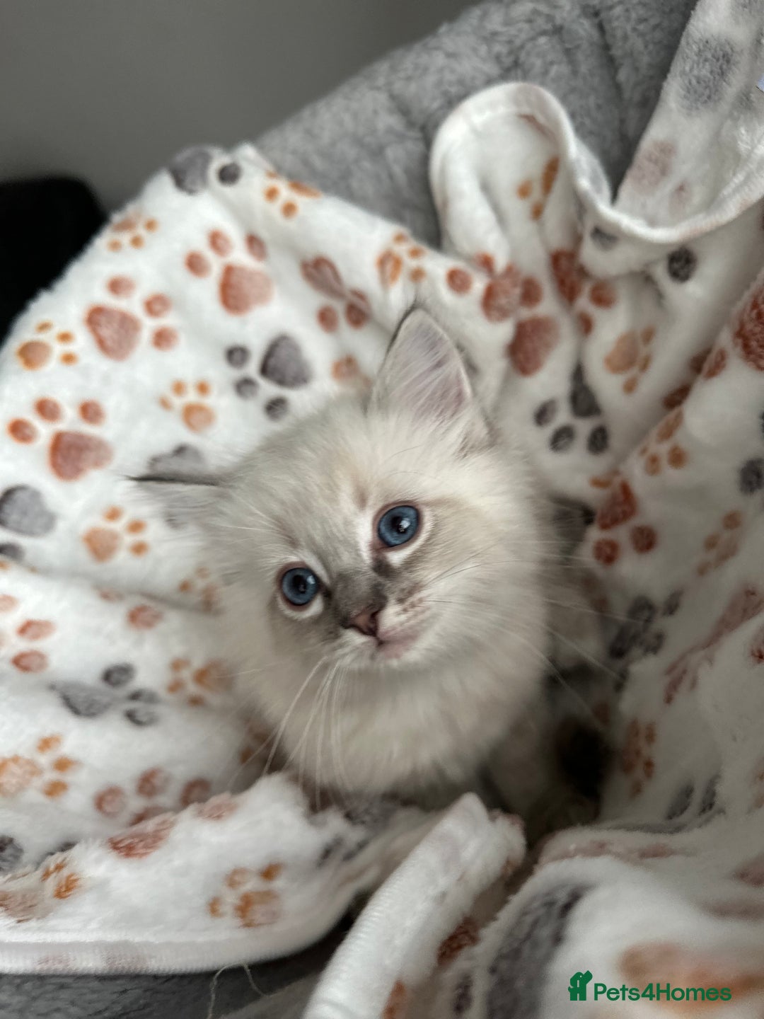 Ragdoll cats for sale: Gorgeous ragdoll kittens  - Advert 16
