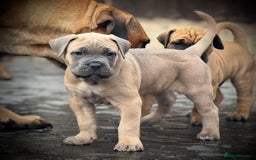 Cane Corso dogs for sale: 🐾✨PatoSquad Kennel FCI Grand Champion Puppies✨🐾 - Advert 1