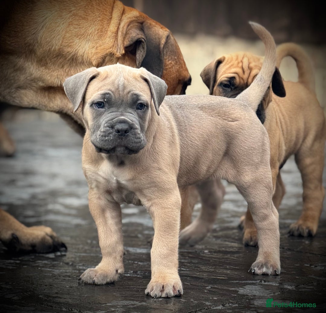 Cane Corso dogs for sale: 🐾✨PatoSquad Kennel FCI Grand Champion Puppies✨🐾 - Advert 1