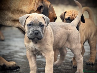 Cane Corso dogs for sale: 🐾✨PatoSquad Kennel FCI Grand Champion Puppies✨🐾 - Advert 1