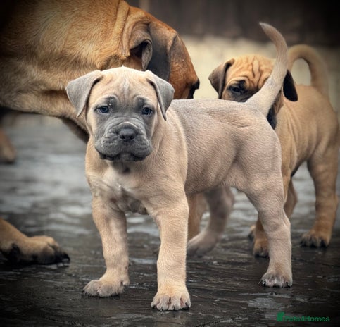 Cane Corso dogs 🐾✨PatoSquad Kennel FCI Grand Champion Puppies✨🐾 - Advert 10