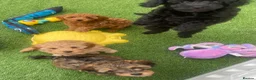 Cavapoo dogs for sale: Beautiful Black F1b Cavapoo Girl DNA tested lines - Advert 15