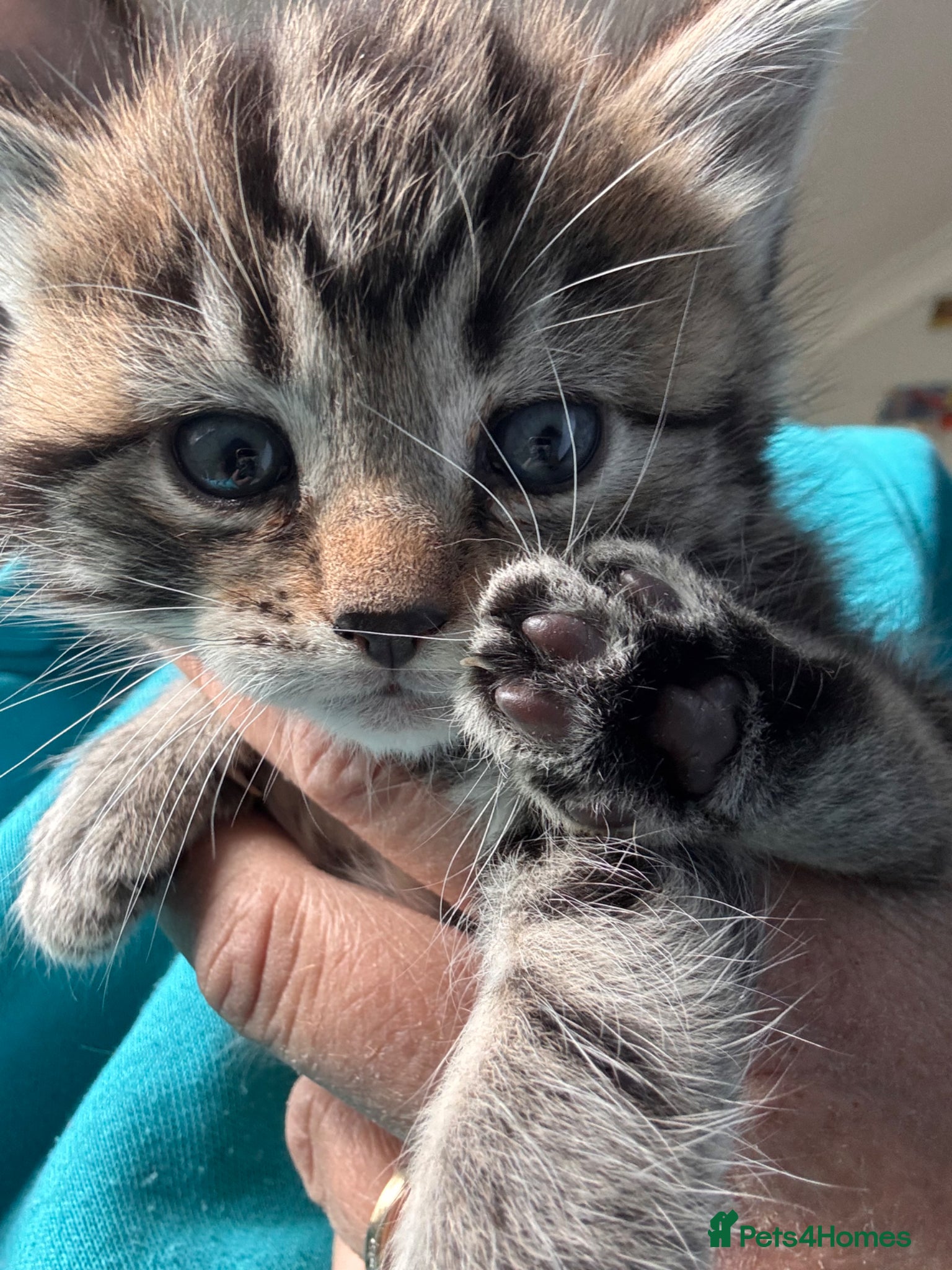 Mixed Breed cats Adorable Boy Kitten Looking for His Forever Home - Advert 1