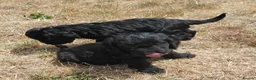 Mixed Breed dogs for sale: Beautiful Black Cockalier-a-Poo Puppies  - Advert 11