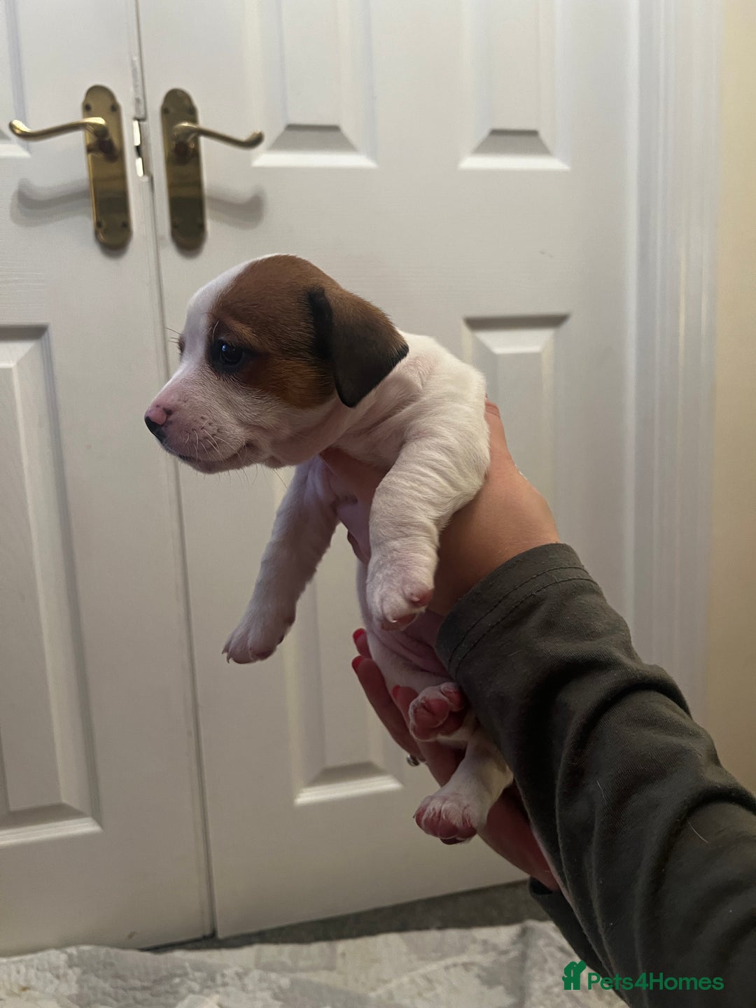 Mixed Breed dogs for sale:  Last 2 girls READY NOW! Rare English Bulldach - Advert 30