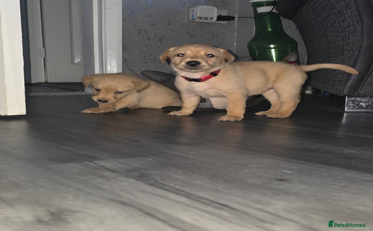 Labrador Retriever dogs - Advert 9