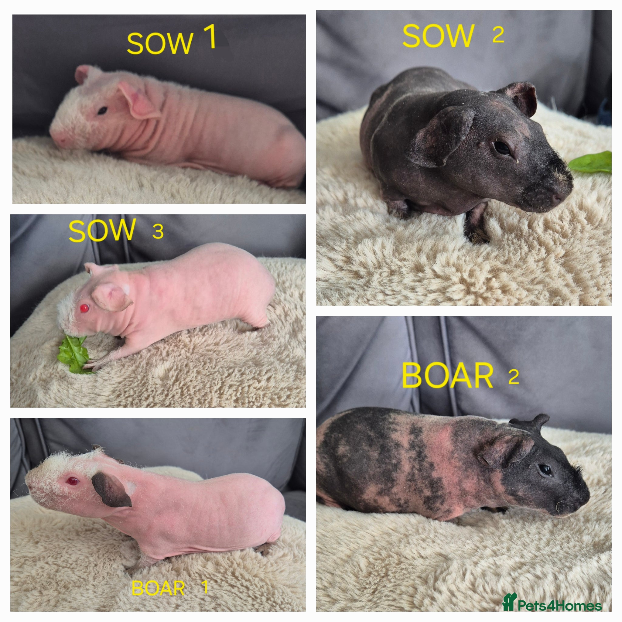 Guinea Pig rodents Skinny Pigs for Sale - Advert 1