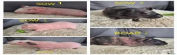 Guinea Pig rodents for sale: Skinny Pigs for Sale in Newcastle upon Tyne - Advert 1