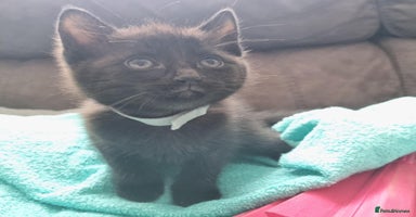 Mixed Breed cats - Advert 5