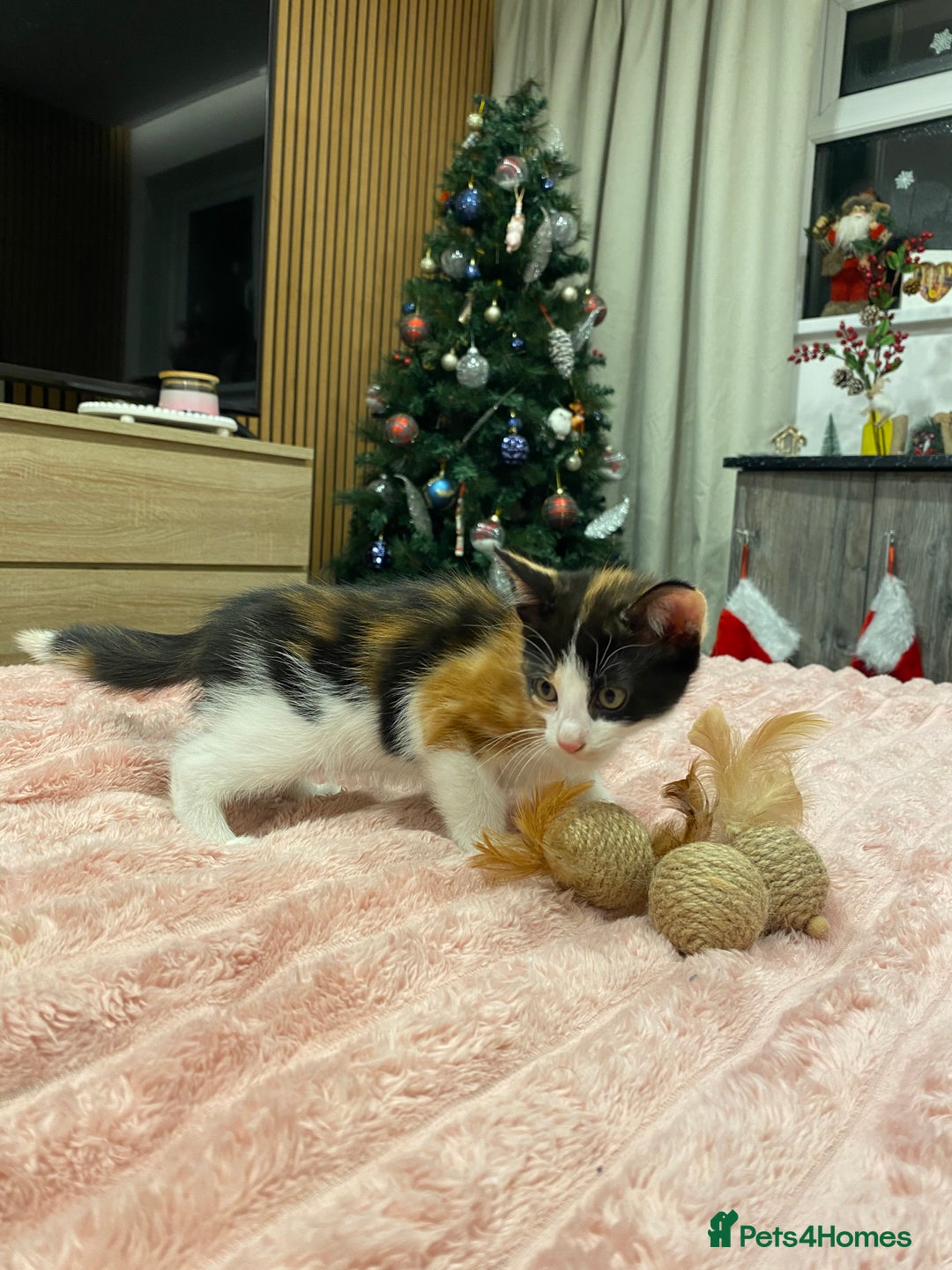 Mixed Breed cats for sale: 5 lovely kittens for sale - Advert 20