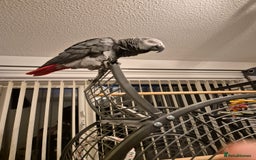 Parrots birds for sale: African grey parrot  - Image 2