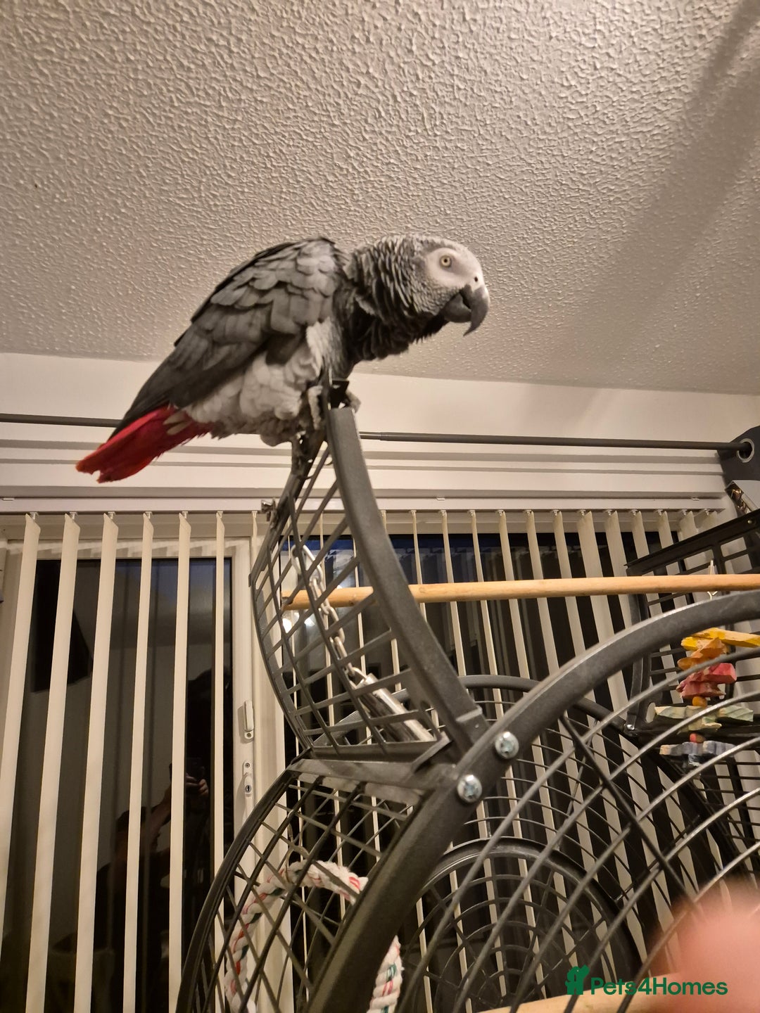Parrots birds for sale: African grey parrot  - Image 2