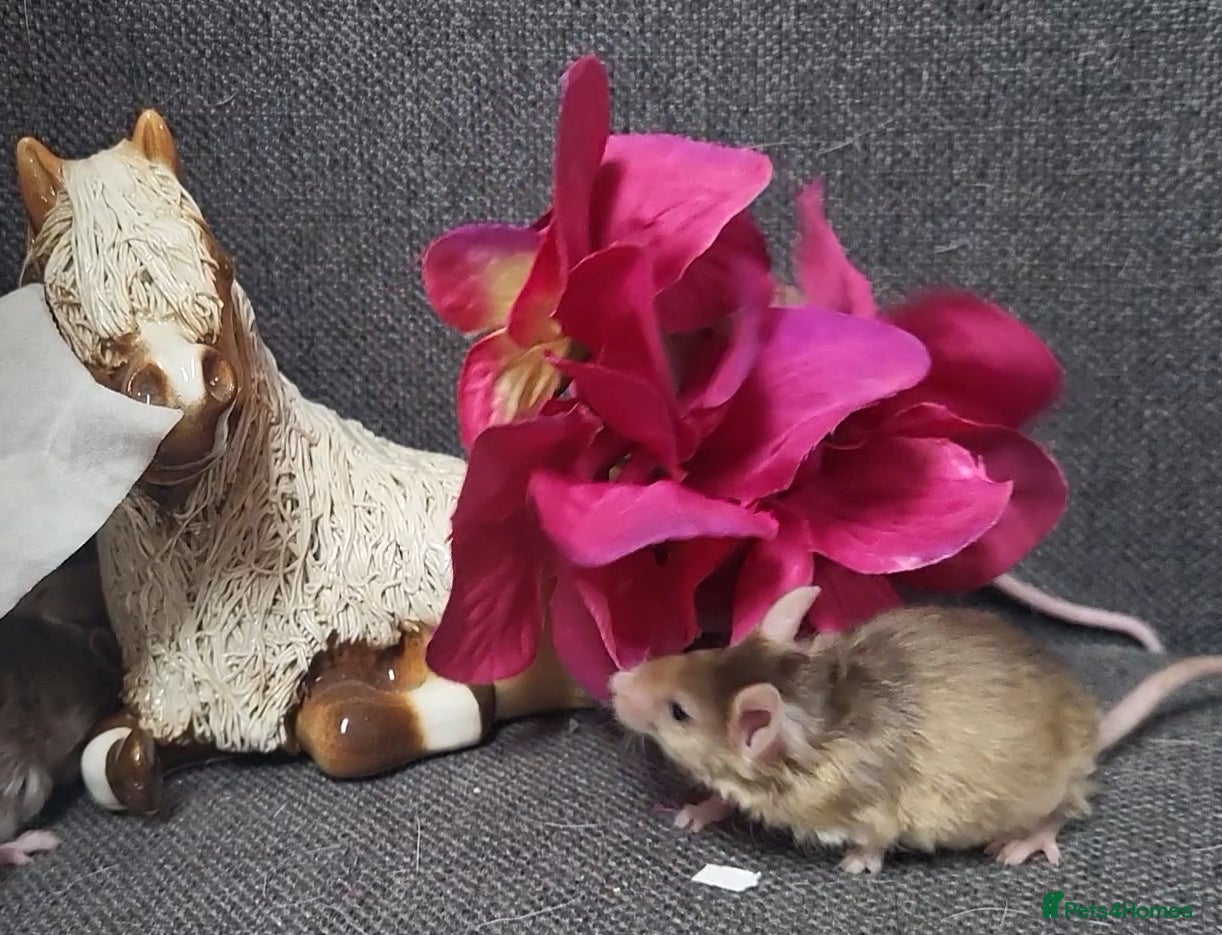 Mouse rodents Friendly fancy mice  - Advert 1