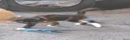 Mixed Breed cats for sale: 3 absolutely stunnimg kittens - Advert 7