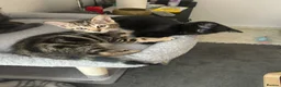 Mixed Breed cats for sale: Adorable kittens in Enfield - Advert 13