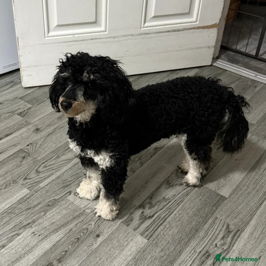 Toy Poodle dogs for sale: male toy poodle  in Southampton - Advert 2