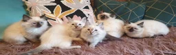 Ragdoll cats for sale: Beautiful GCCF Registered Ragdolls  - Advert 9