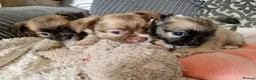 Chihuahua dogs for sale: Chihuahua puppy's  - Advert 23