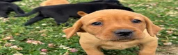 Labrador Retriever dogs for sale: Girls - Fully Health tested parents, Red & golden - Advert 22
