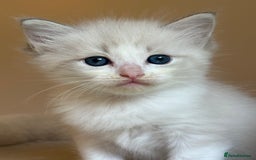 Ragdoll cats for sale: 5 beautiful GCCF Ragdoll kittens - Image 30