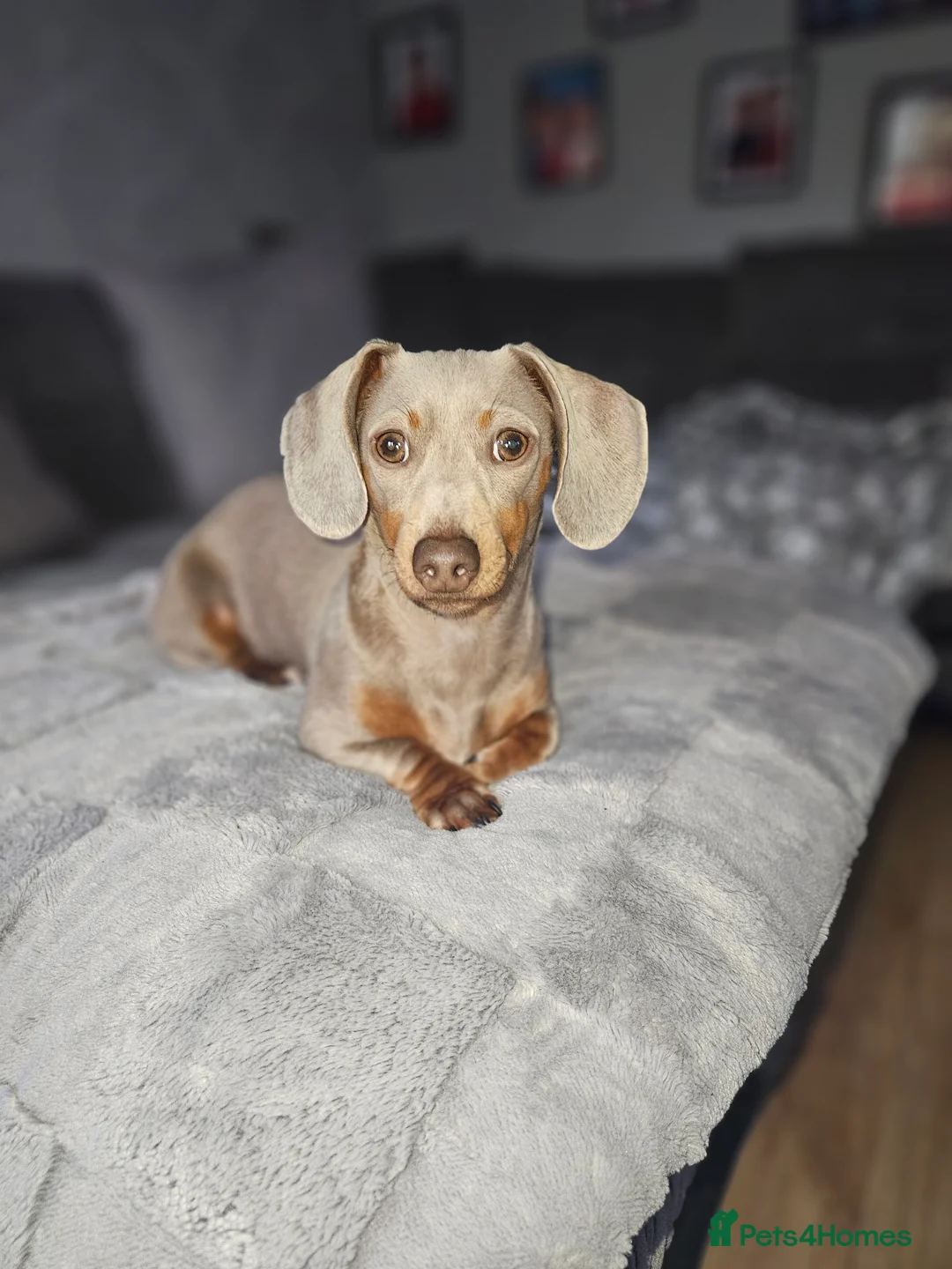 Miniature Dachshund dogs for sale: 8 month old miniature dachshund  - Advert 2