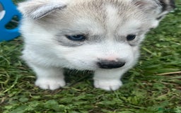 Siberian Husky dogs for sale: Siberian husky puppies  - Image 10