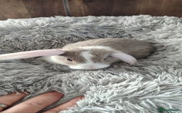 Mini Lop rabbits for sale: Beautiful Mini Lop Babies - 6 to choose from  - Image 15