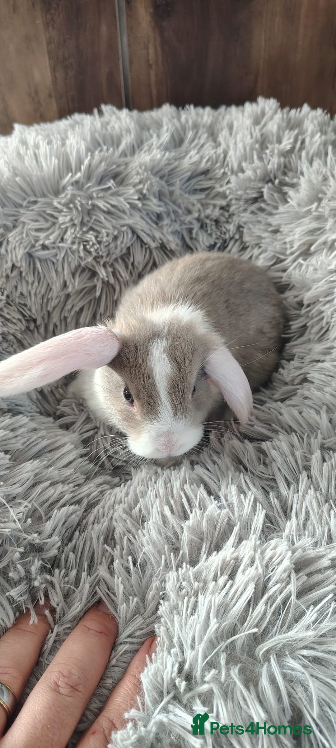 Mini Lop rabbits for sale: Beautiful Mini Lop Babies - 6 to choose from  - Image 15