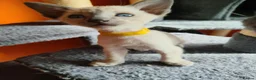 Siamese cats for sale: Gorgeous Siamese kittens!!! - Advert 27
