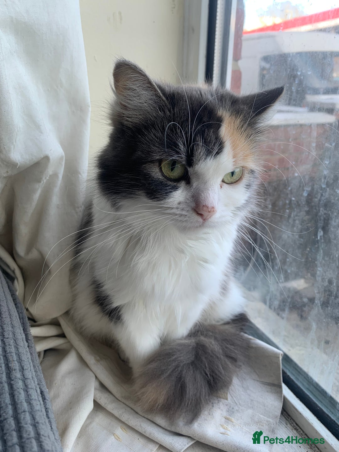 Mixed Breed cats for sale: Mixed breed kittens for sale - Image 4