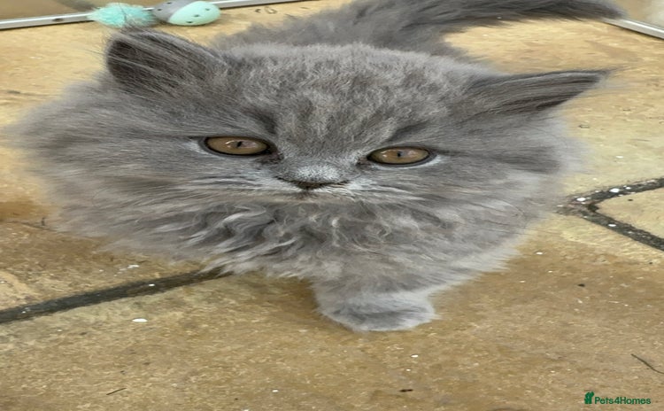 British Shorthair cats - Advert 1