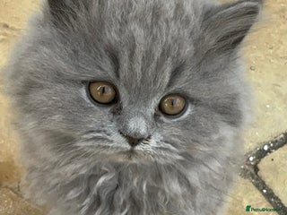 British Shorthair cats - Advert 9