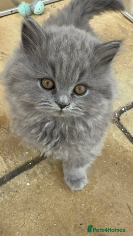 British Shorthair cats - Advert 15