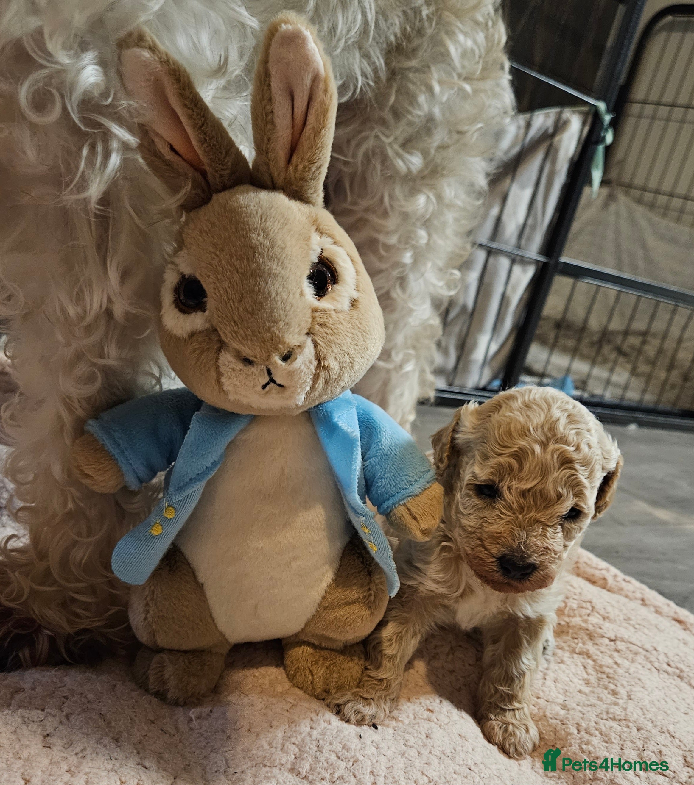 Schnoodle dogs Beautiful Schnoodle Puppies 🐶  - Advert 3