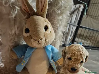 Schnoodle dogs Beautiful Schnoodle Puppies 🐶 - Advert 2