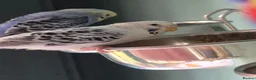 Budgerigars birds for sale: Baby budgies for sale - Advert 2