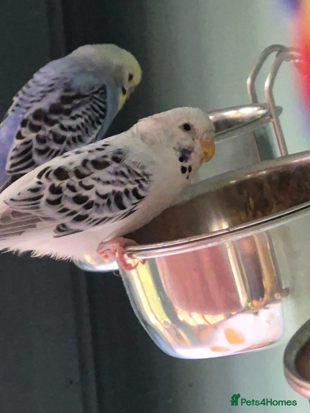 Budgerigars birds for sale: Baby budgies for sale - Advert 2