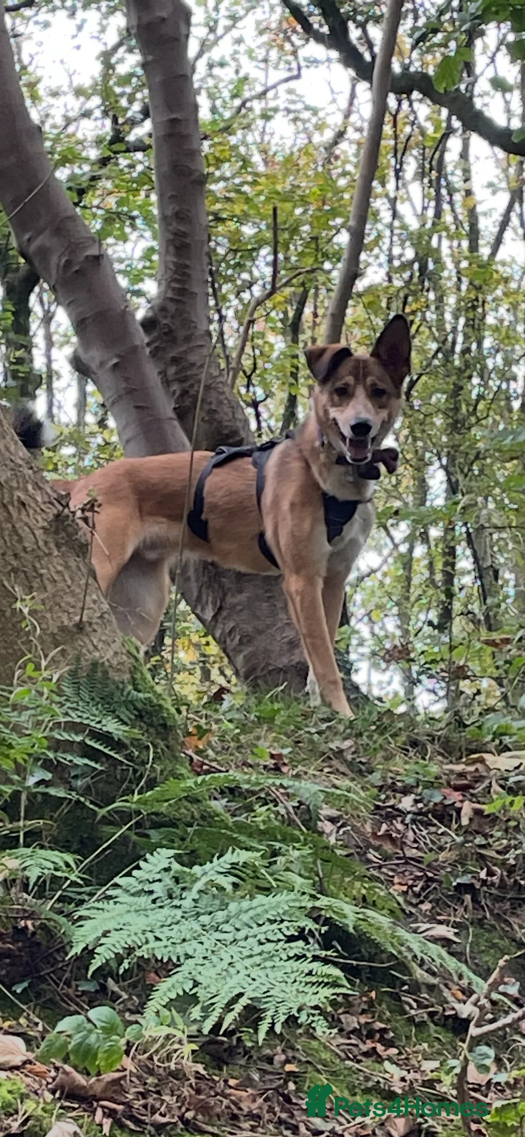 Mixed Breed dogs for sale: Beautiful mixed breed boy - Marley (rehome) - Advert 6