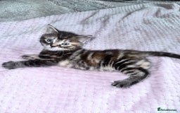 Bengal cats for sale: Stunning bengal X kittens - Image 3