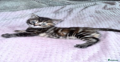 Bengal cats - Advert 1
