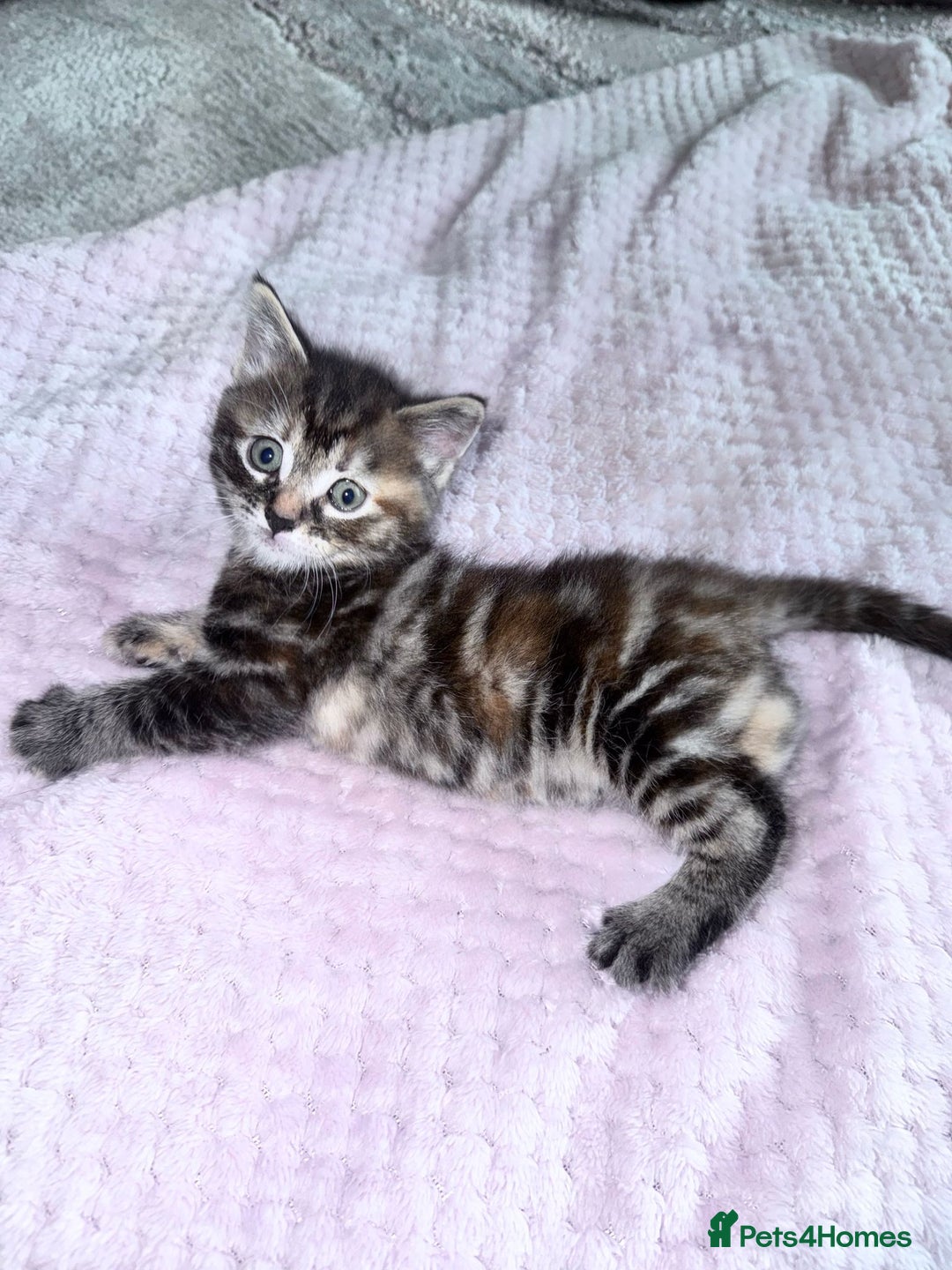 Bengal cats for sale: Stunning bengal X kittens - Image 3
