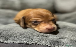 Miniature Dachshund dogs for sale: Beautiful Miniature Dachshund Puppies - Image 12