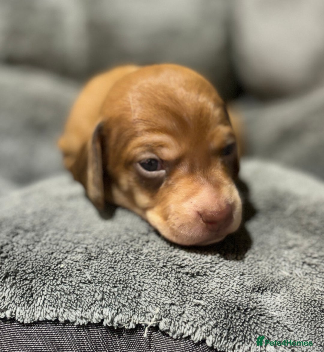 Miniature Dachshund dogs for sale: Beautiful Miniature Dachshund Puppies - Image 12