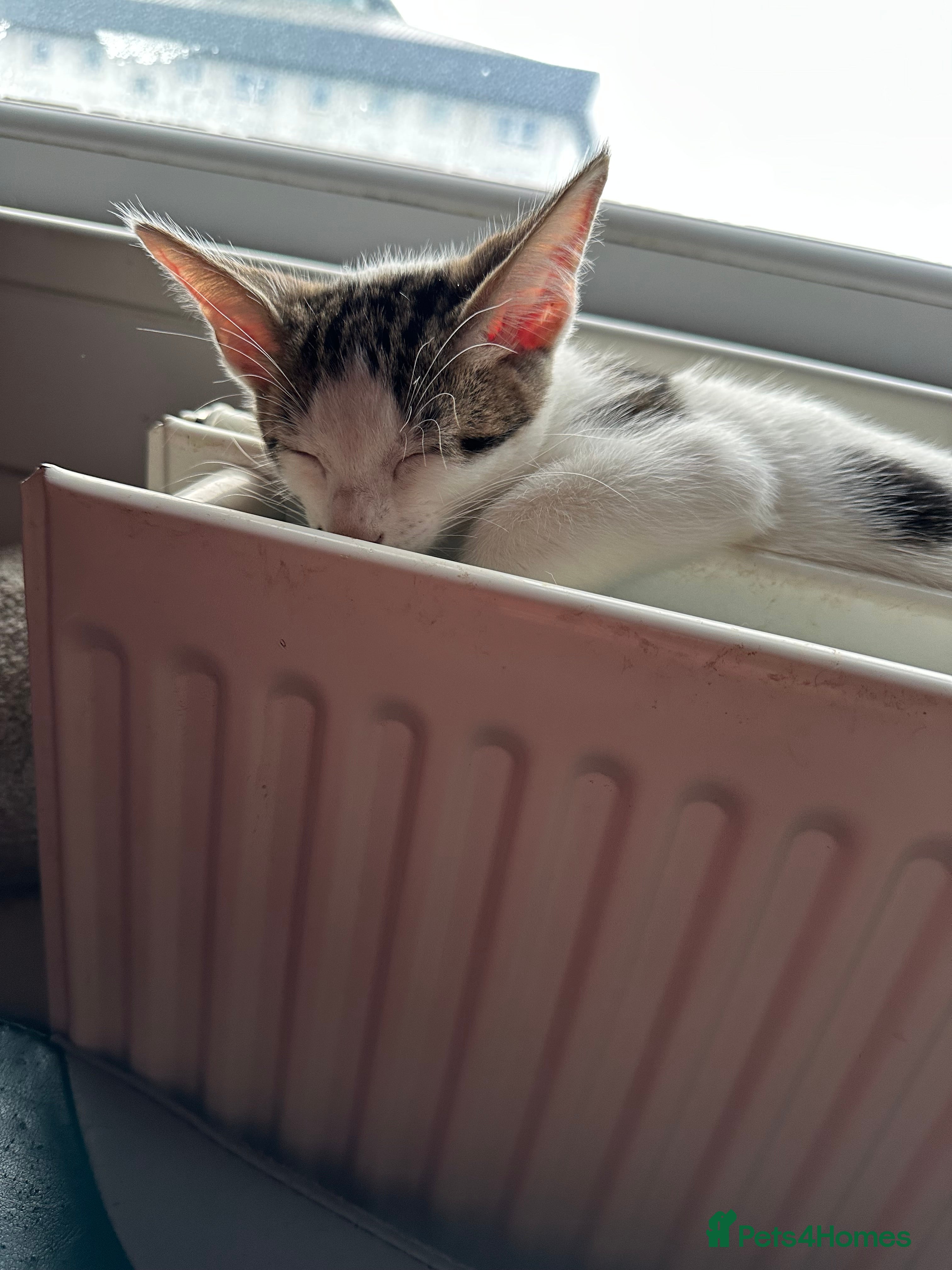 Mixed Breed cats Crossed Between Peterbald & White Bengal - Advert 1