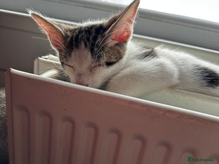 Mixed Breed cats Crossed Between Peterbald & White Bengal - Advert 1