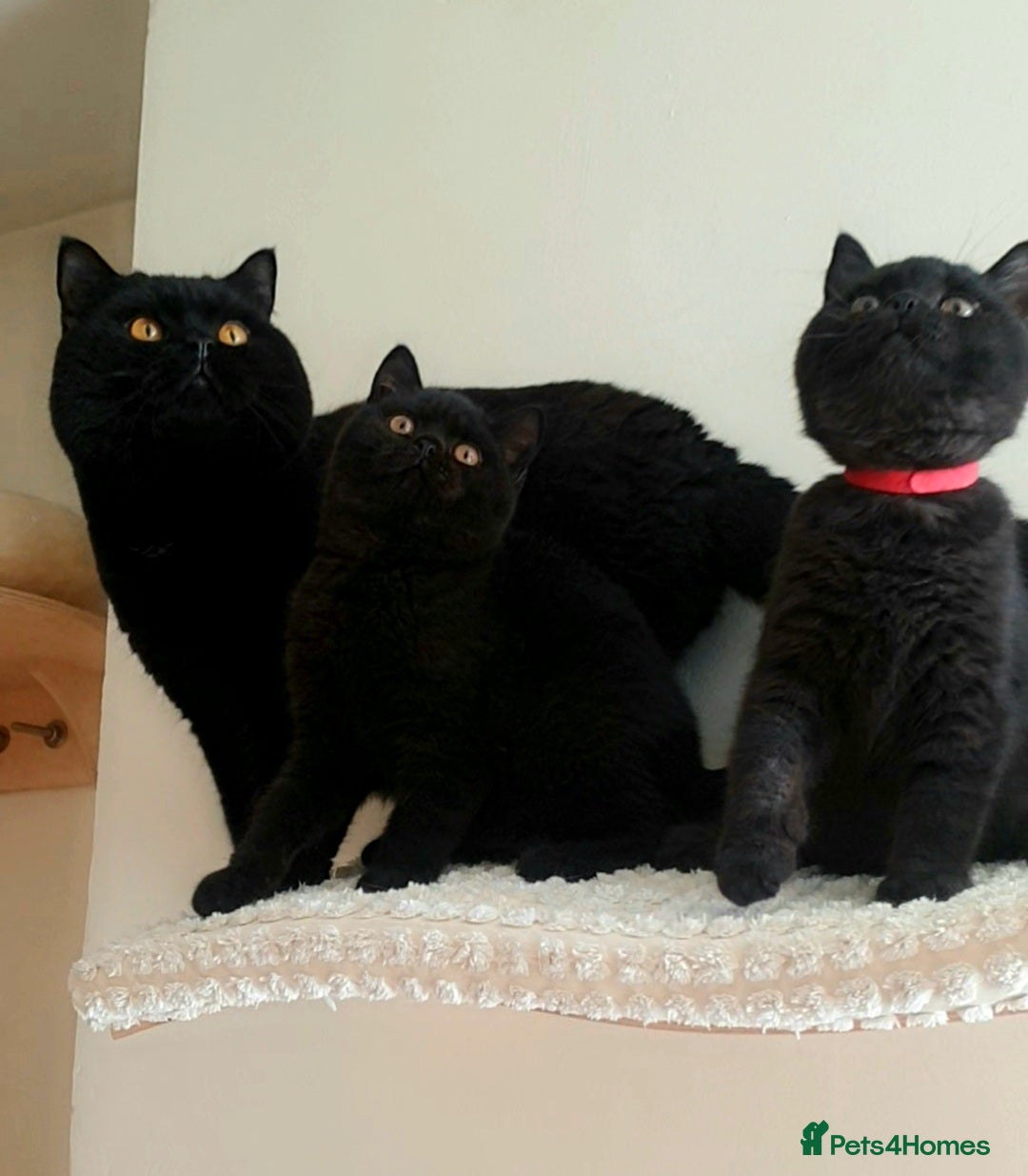 British Shorthair cats for sale: Exceptional Pedigree BSH Kittens  - Advert 5