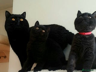 British Shorthair cats Exceptional Pedigree BSH Kittens - Advert 13